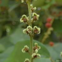 Mallotus philippensis (Lam.) Müll.Arg.